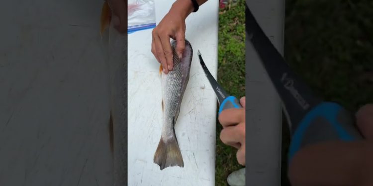 44s Massive Croaker Filet