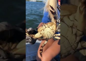 Crabbing 101: Crab Fingerprints