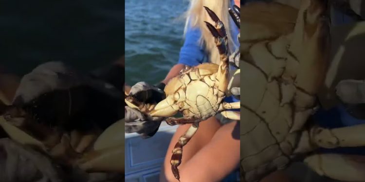 Crabbing 101: Crab Fingerprints