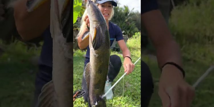 Girl Bowfishing for Invasive Bullseye Snakehead!