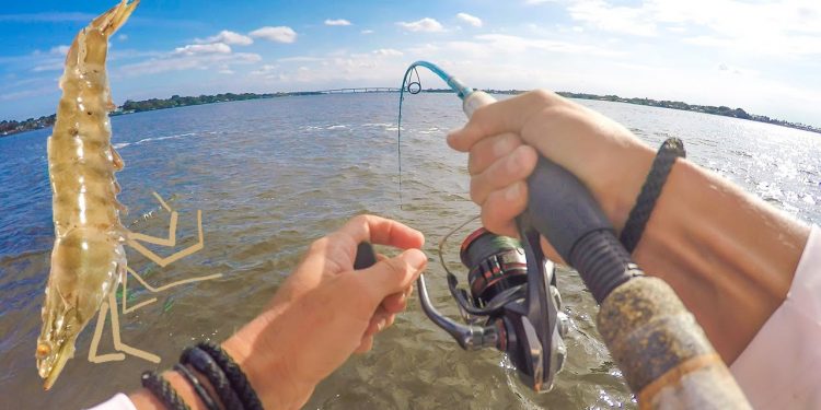 Tossing Shrimp in Totally NEW SPOTS! Loaded the Boat (Catch & Cook)