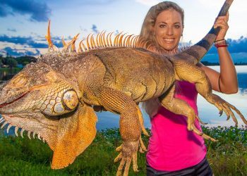Huge Backyard Iguana Hunting! Tastes like chicken? (catch & cook)
