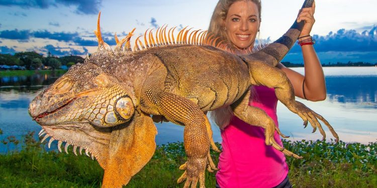 Huge Backyard Iguana Hunting! Tastes like chicken? (catch & cook)