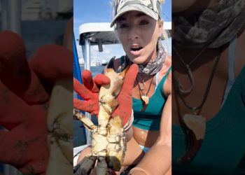 MASSIVE Crab Claw, the Gift that Keeps on Giving!!
