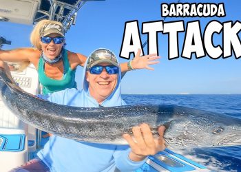 DANGER! This Fish Will BITE You! Florida Offshore Barracuda’s & Snapper Fishing