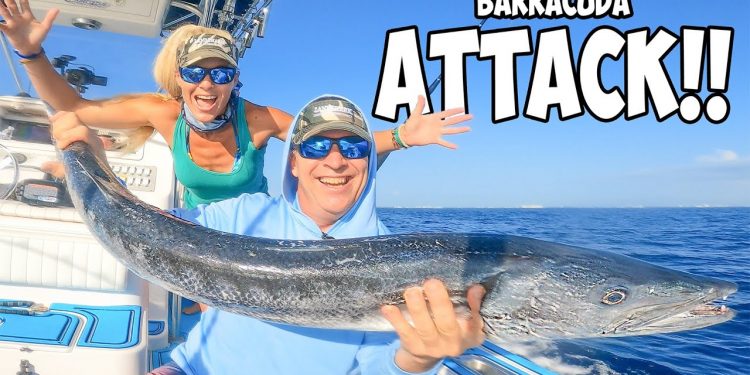 DANGER! This Fish Will BITE You! Florida Offshore Barracuda’s & Snapper Fishing