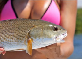 FLORIDA GIRLS catching redfish