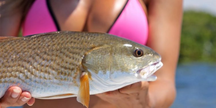 FLORIDA GIRLS catching redfish