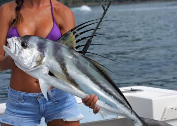 Catching Roosterfish fishing in paradise