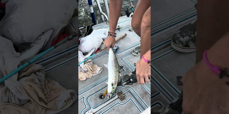 Trolling inshore, easy & effective!