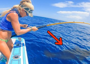 12 Hours of Catching MONSTER Fish off Florida’s Coast