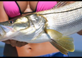 BIG Snook inshore