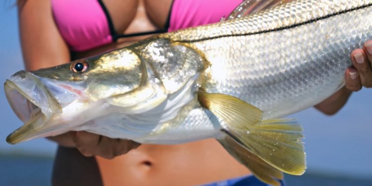 BIG Snook inshore
