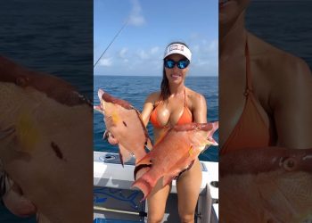 Hogfish is what’s for dinner!  👀🎣