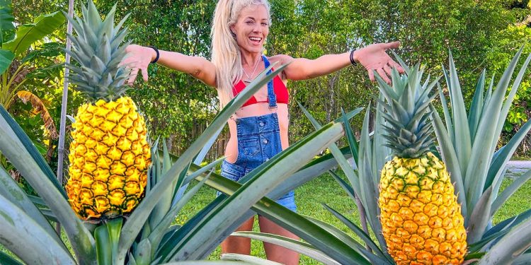How to Grow GIANT Pineapples at Home! EASY Container Gardening Guide!