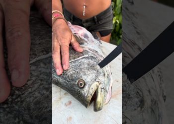 How to Harvest Fish CHEEKS! #fishingvideo #filletfish #tripletail