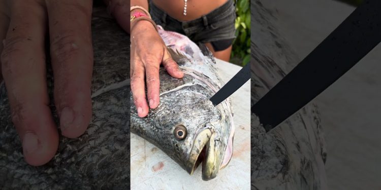 How to Harvest Fish CHEEKS! #fishingvideo #filletfish #tripletail