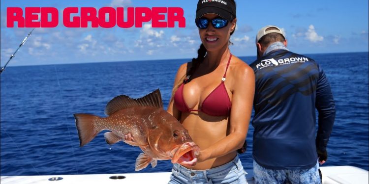 Red GROUPER in the Gulf
