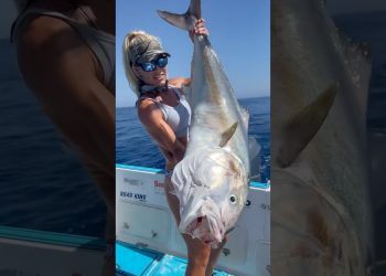 50lb greater Amberjack on Deck!💪🐟 One of the hardest fighting fish out there! #fishing #deepsea