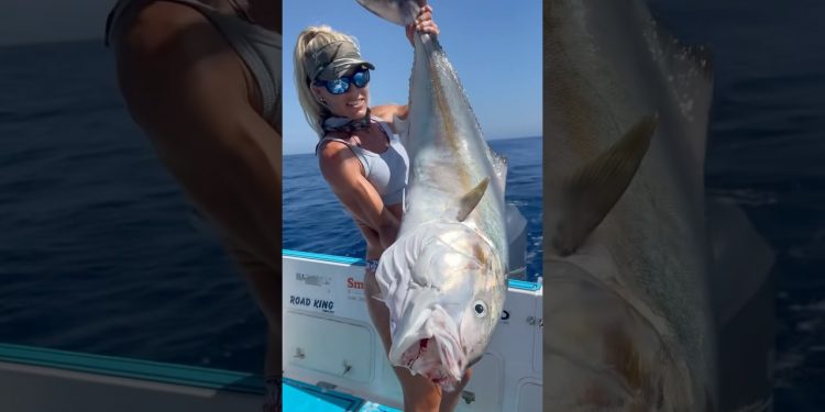 50lb greater Amberjack on Deck!💪🐟 One of the hardest fighting fish out there! #fishing #deepsea