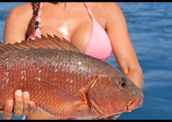 Cubera Snapper