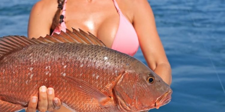 Cubera Snapper
