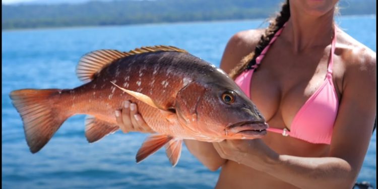 INSHORE Fishing in Costa Rica | SNAPPER, ROOSTERFISH and more! 🎣