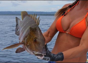 Catching Cubera & Barred SNAPPER