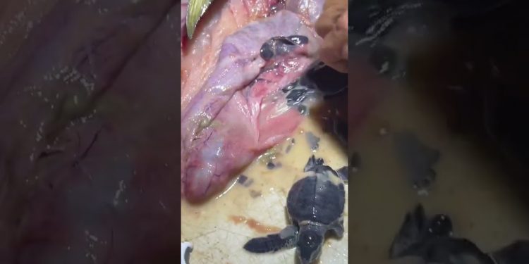Look at what I found dissecting the belly of a Mahi! Baby sea turtles- only 1% make it to adulthood