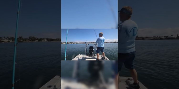 HUGE Hit on Topwater and the Whole Pack Followed!
