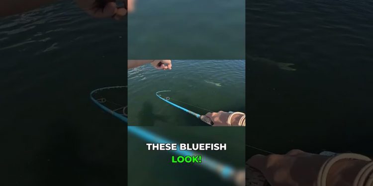 Monster Bluefish Stalking Our Catch Right at the Boat