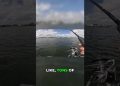 Bluefish Goes CRAZY While I Share My Story