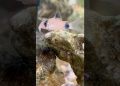 Panda Corydora | Clown loach |  Yo-Yo loach in my FISH Tank 🐟