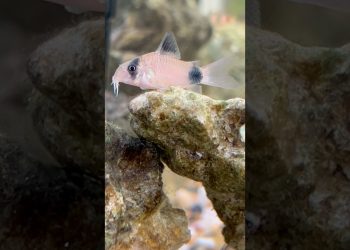 Panda Corydora | Clown loach |  Yo-Yo loach in my FISH Tank 🐟