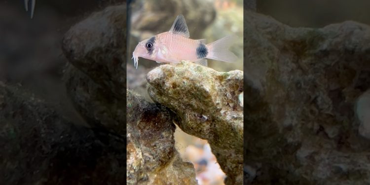 Panda Corydora | Clown loach | Yo-Yo loach in my FISH Tank 🐟