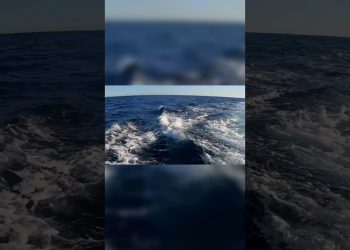 Shark Release Dilemma! Ethics of Big Game Fishing!