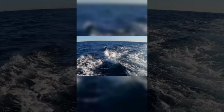 Shark Release Dilemma! Ethics of Big Game Fishing!