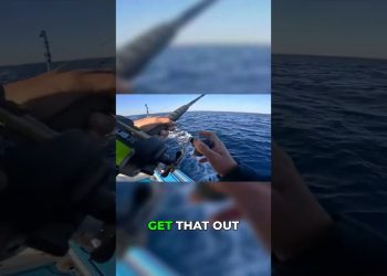 Unexpected Shark on Trolling Gear! Rare Catch!
