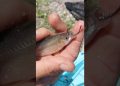 15-pound braid setup Florida fishermen swear by #fishing #florida #technique