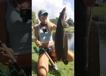 Illegal? She released an INVASIVE Snakehead!!