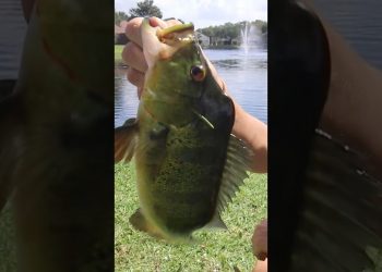 This Young Male Peacock Bass is Insane #fishing #shorts #bassfishing