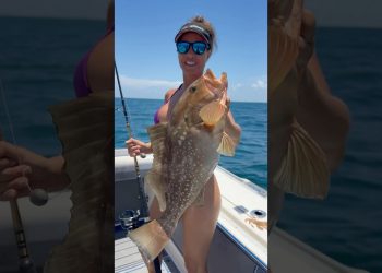 🎣Red grouper 🎣