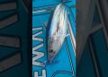 Nice skippy aka skipjack tuna on the @Piscifun Kraken X while trolling!🎣
